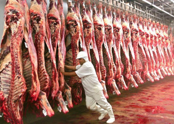 Arroba do boi gordo cai 15%, e preço da carne deve diminuir nos próximos dias
